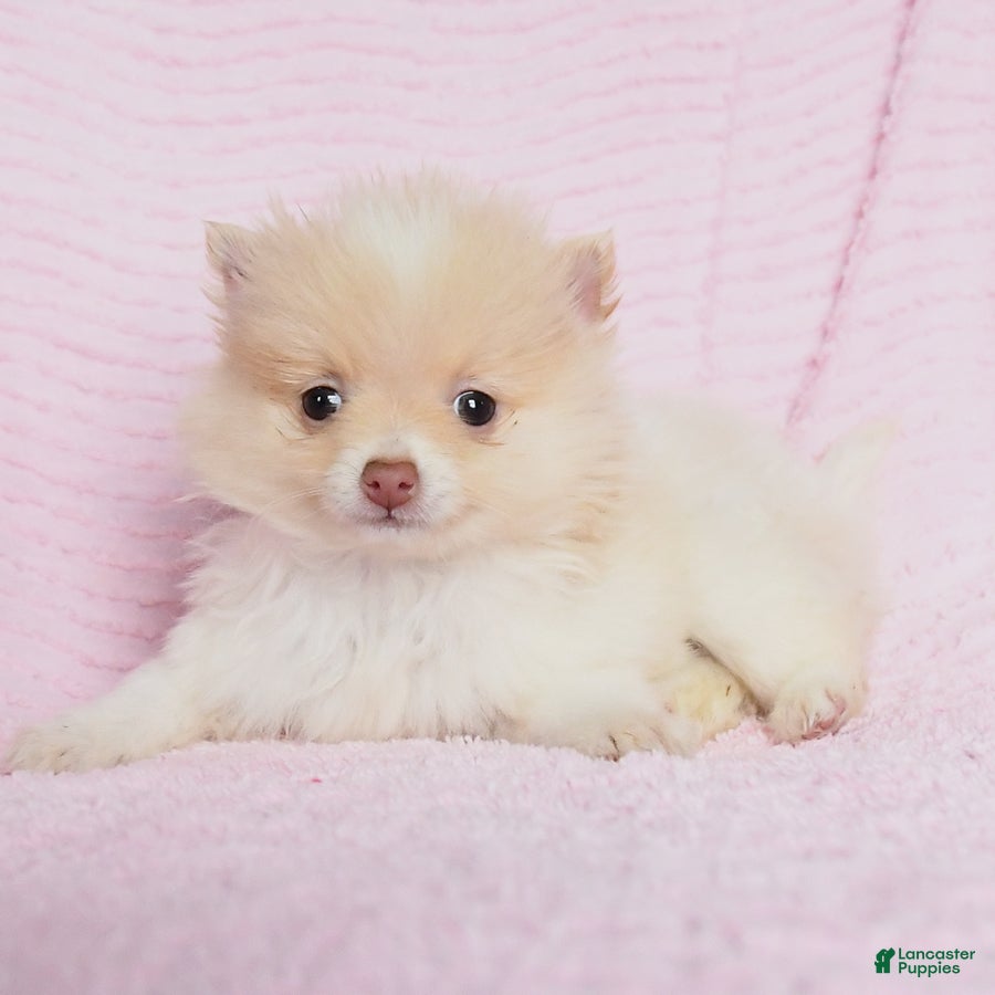 Pomeranian dogs Peaches - Ad 12