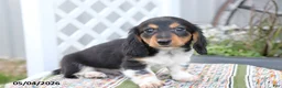 Miniature Dachshund dogs for sale: Oreo - Ad 1