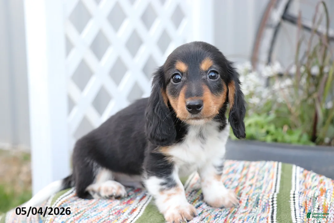 Miniature Dachshund dogs for sale: Oreo - Ad 1