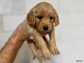 Mini Goldendoodle dogs Sugar&Spice - Ad 20