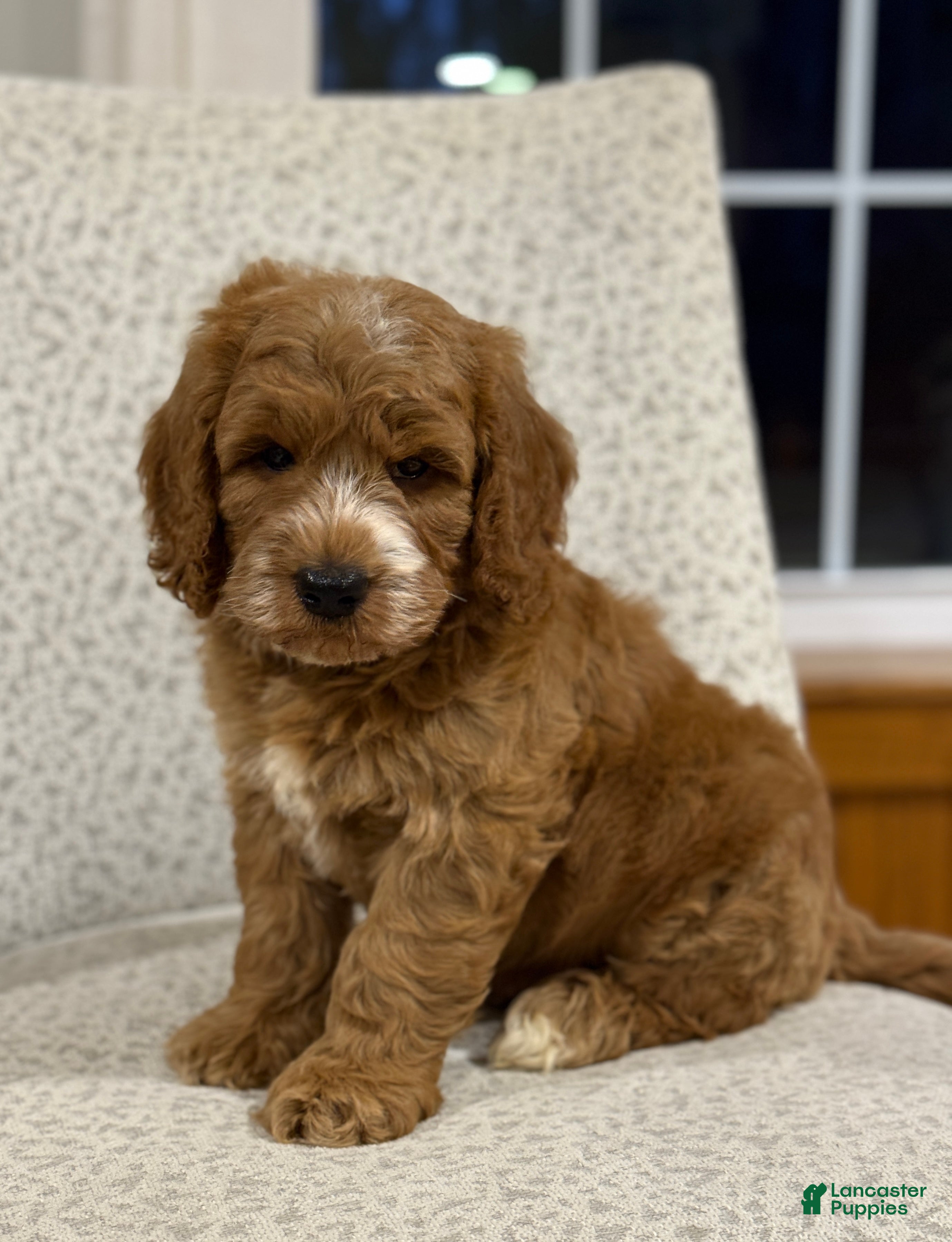 Mini Goldendoodle dogs for sale: Smoky - Ad 4
