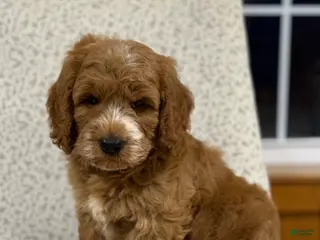 Mini Goldendoodle dogs for sale: Smoky - Ad 4