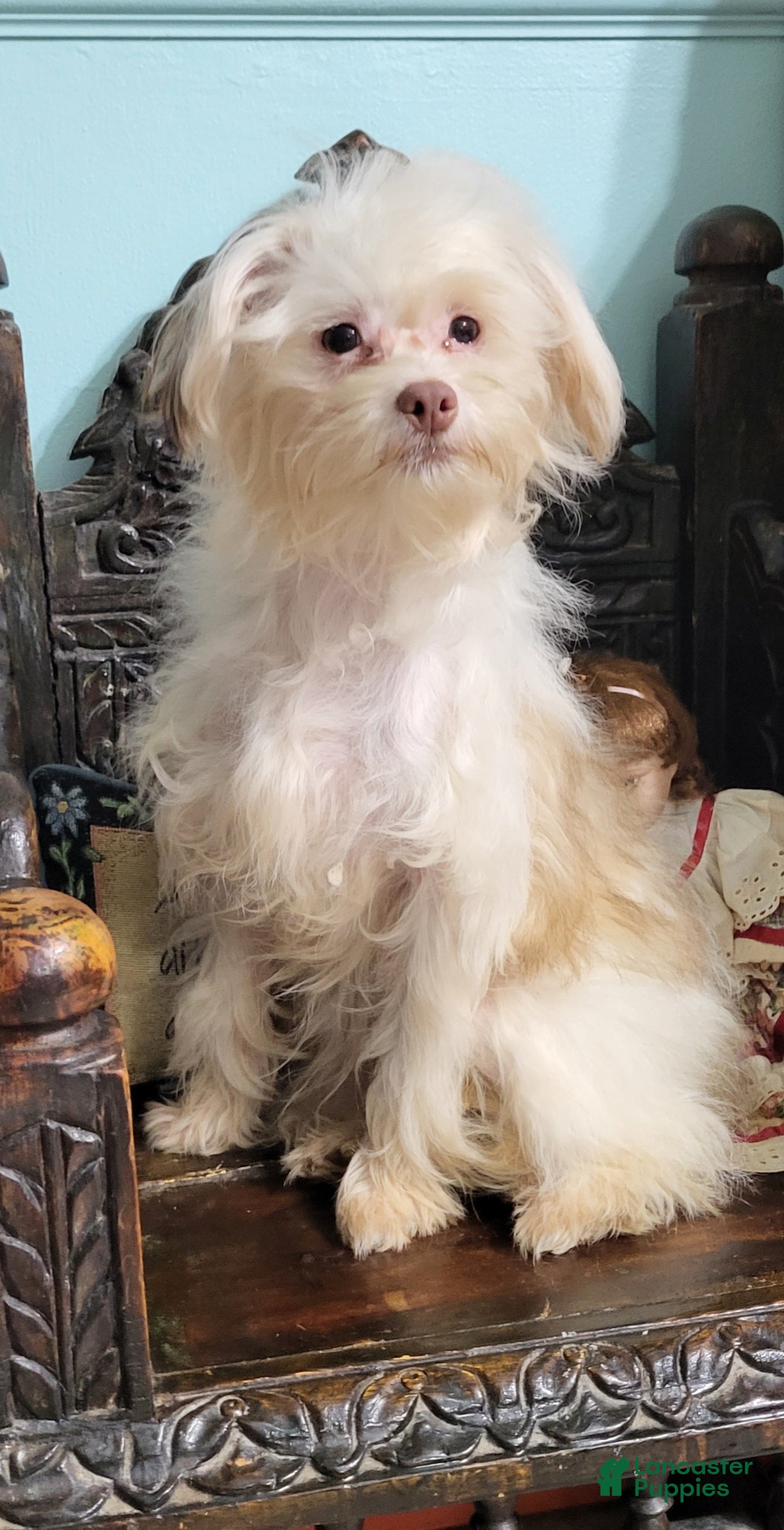 Chinese Crested dogs Chinese Crested Puppy 4 - Ad 1