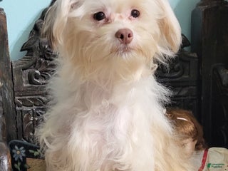 Chinese Crested dogs Chinese Crested Puppy 4 - Ad 1