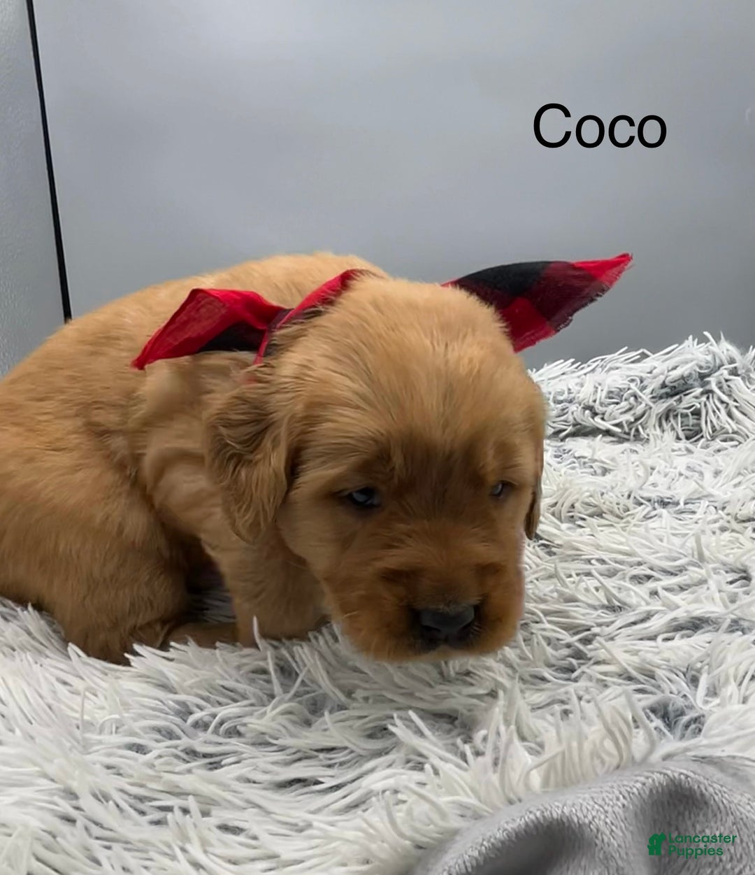 Golden Retriever dogs for sale: Golden Retriever Puppy -Coco - Ad 8