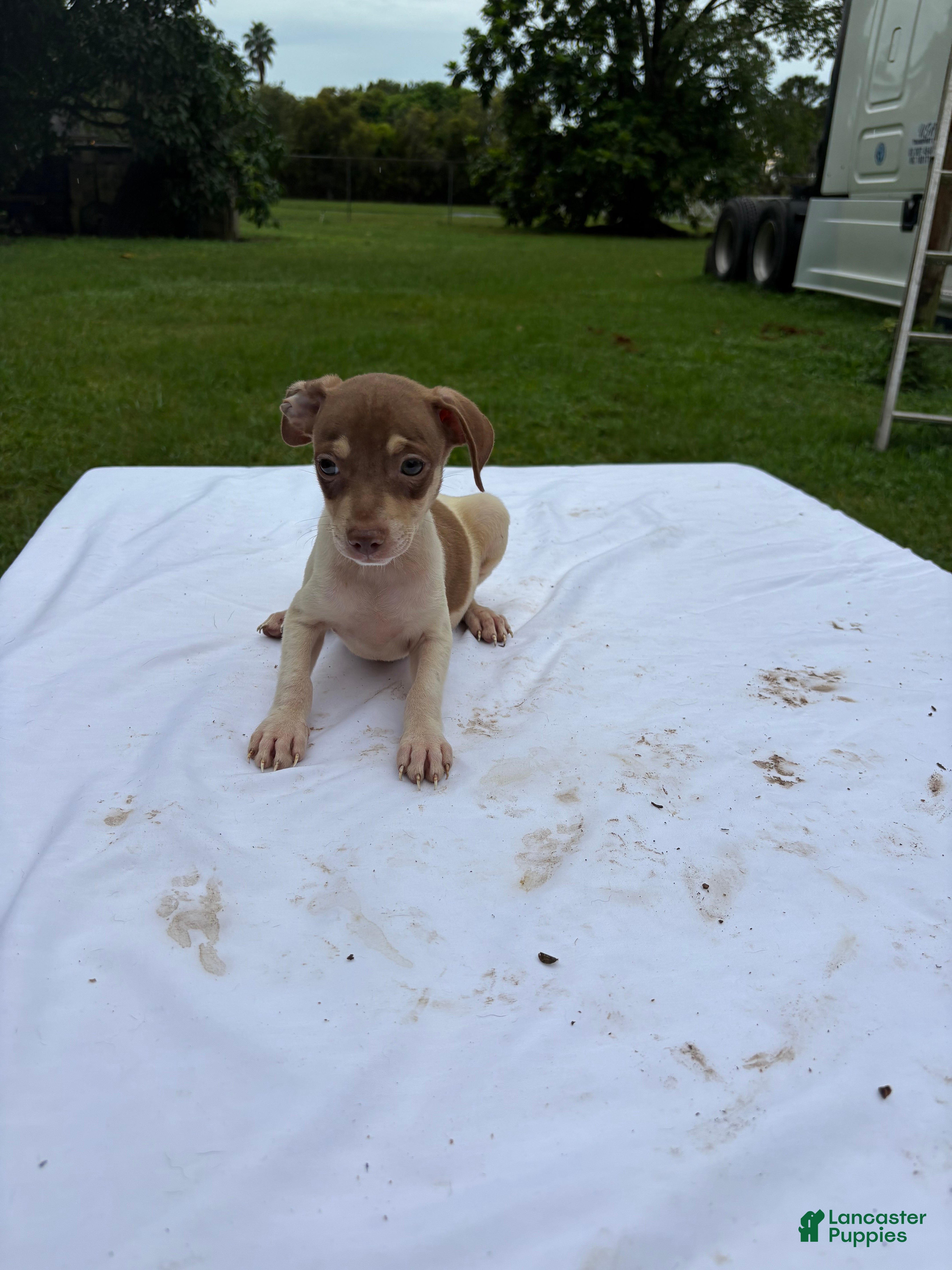 Rat Terrier
