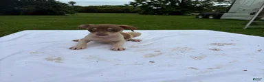 Rat Terrier 8