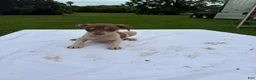 Rat Terrier dogs for sale: Rat Terrier 8 - Ad 1