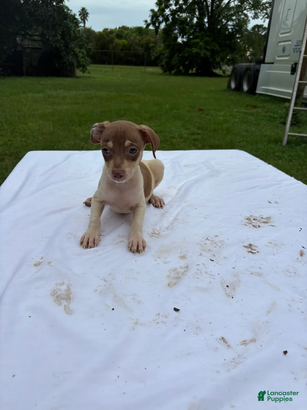 Rat Terrier dogs for sale: Rat Terrier 8 - Ad 1