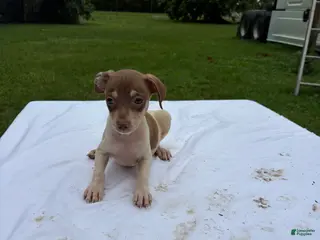 Rat Terrier dogs Rat Terrier 8 - Ad 8