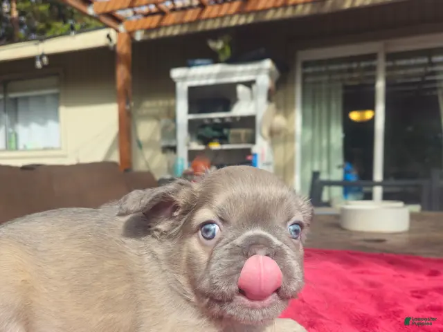 French Bulldog dogs for sale: Jazzy - Ad 2