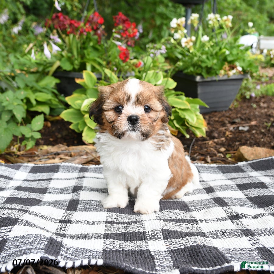 Shih Tzu dogs Betty  - Ad 1
