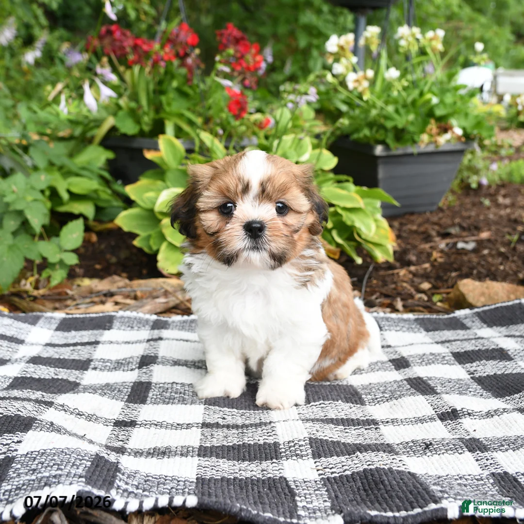 Shih Tzu dogs for sale: Betty  - Ad 1