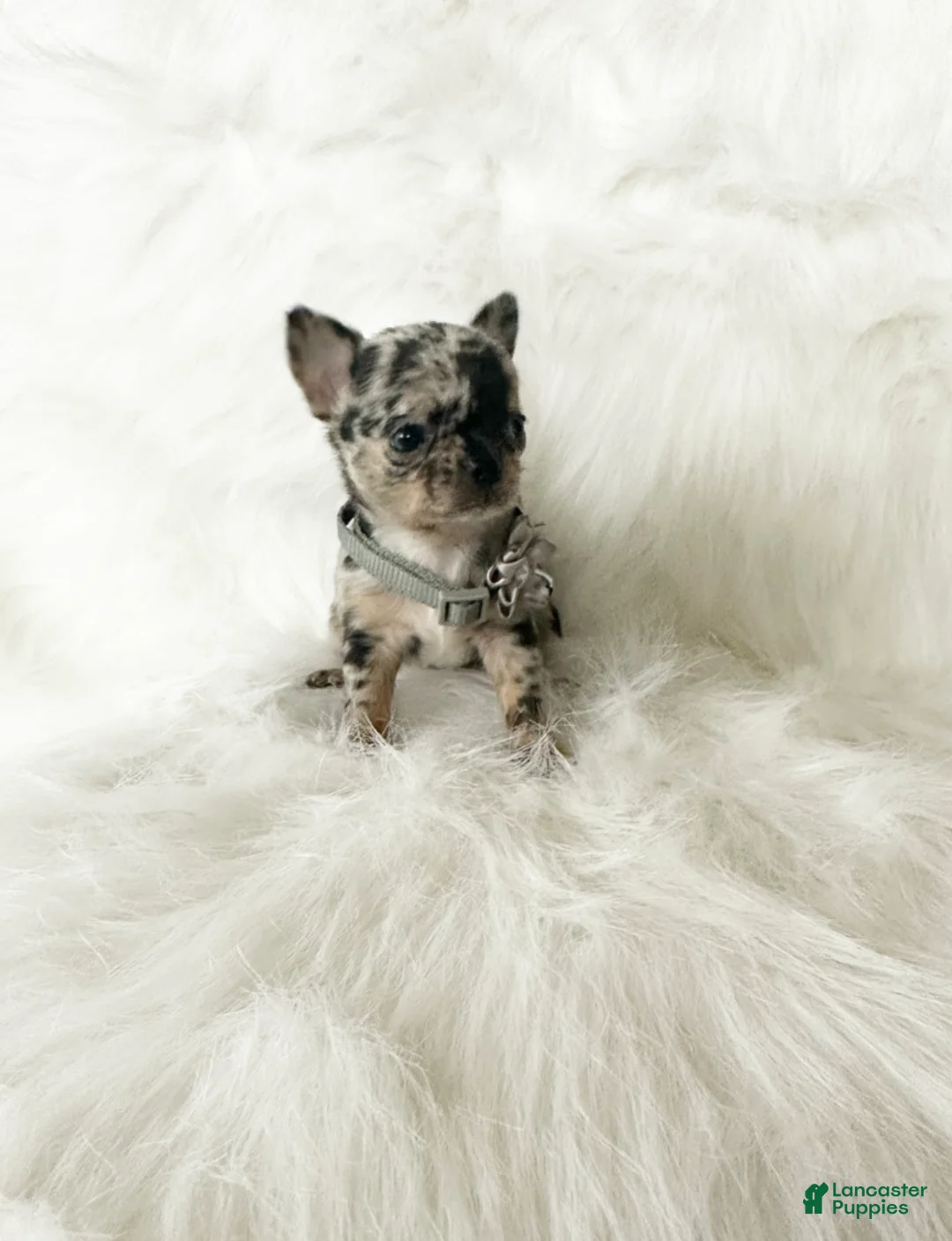 Chihuahua dogs for sale: Stormie - Ad 3