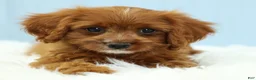 Cavapoo dogs for sale: Buckeye 🍦 - Ad 6