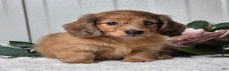 Miniature Dachshund dogs for sale: Madelyn  - Ad 5