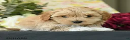 Maltipoo dogs for sale: Skylar - Ad 3