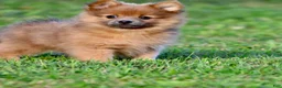 Pomeranian dogs for sale: Cinnamon - Ad 1