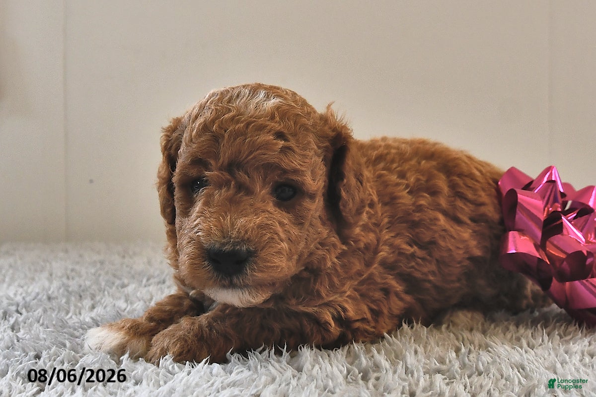 Mini Goldendoodle dogs Luna  - Ad 2