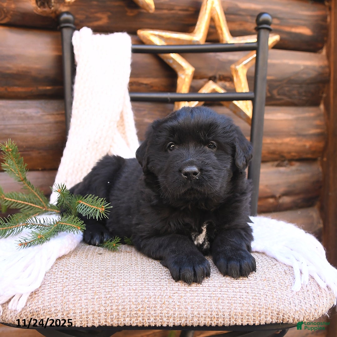 Newfoundland dogs for sale: Belle - Ad 5