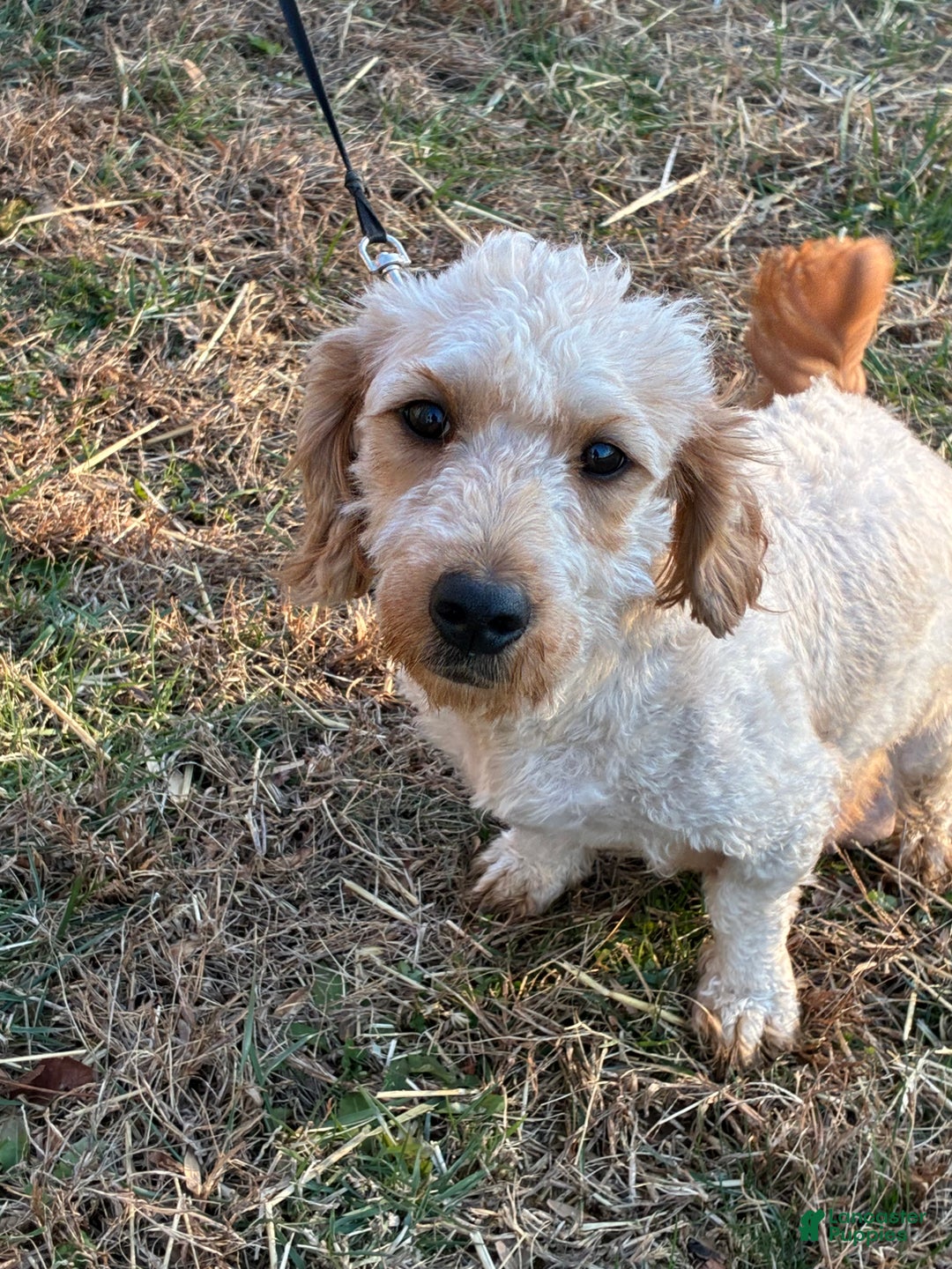 Mini Goldendoodle dogs for sale: Rudolph - Ad 4
