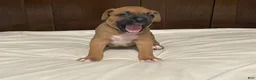 Boxer dogs for sale: Big Boy - Ad 17