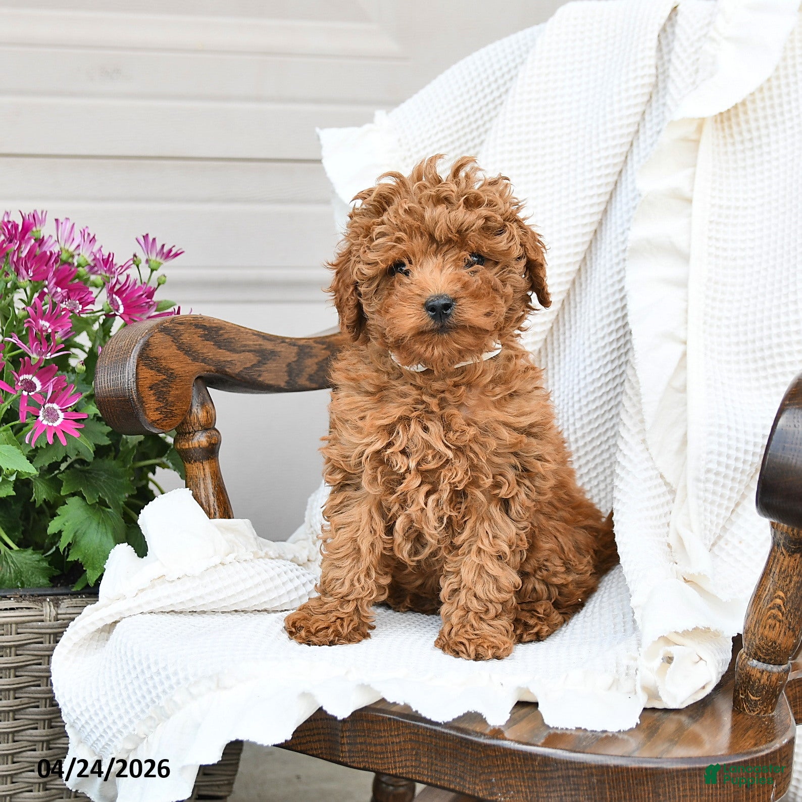 Miniature Poodle dogs Tootsie - Ad 2