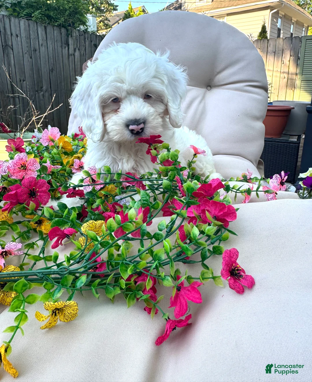 Cockapoo dogs for sale: Ivory - Ad 1