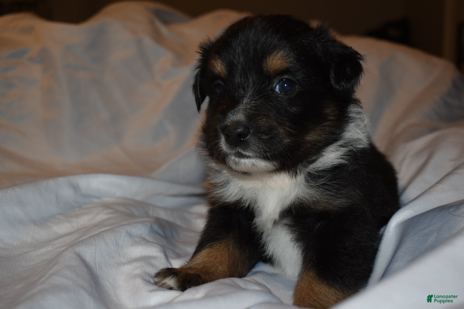 Miniature Australian Shepherd dogs Male #2 - Cassian - Ad 13