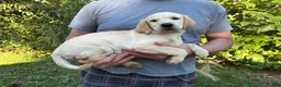 Goldador dogs for sale: Goldador Girl - Ad 2