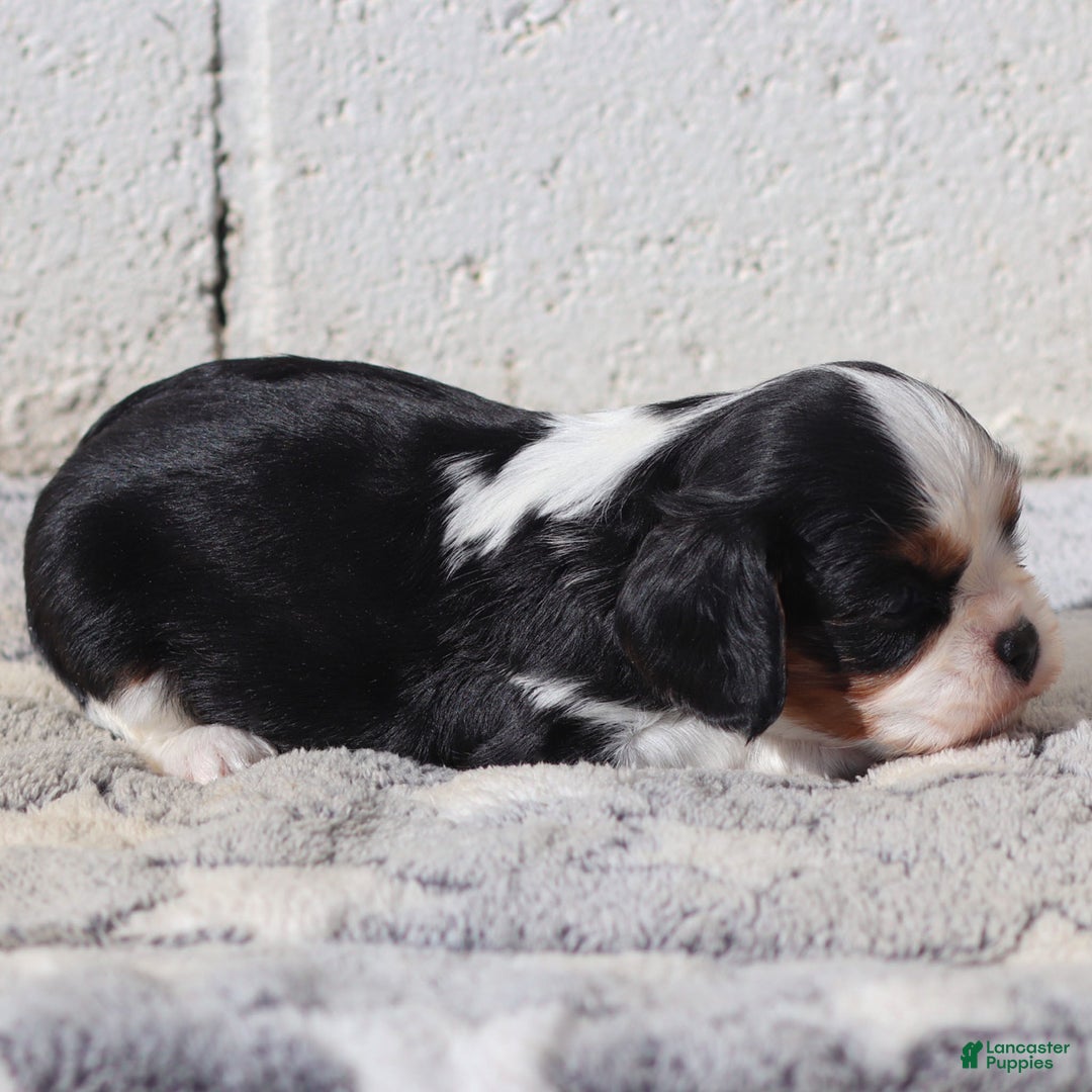 Cavalier King Charles Spaniel dogs for sale: Mya - Ad 7