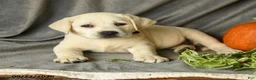 Labrador Retriever dogs for sale: Polly - Ad 4