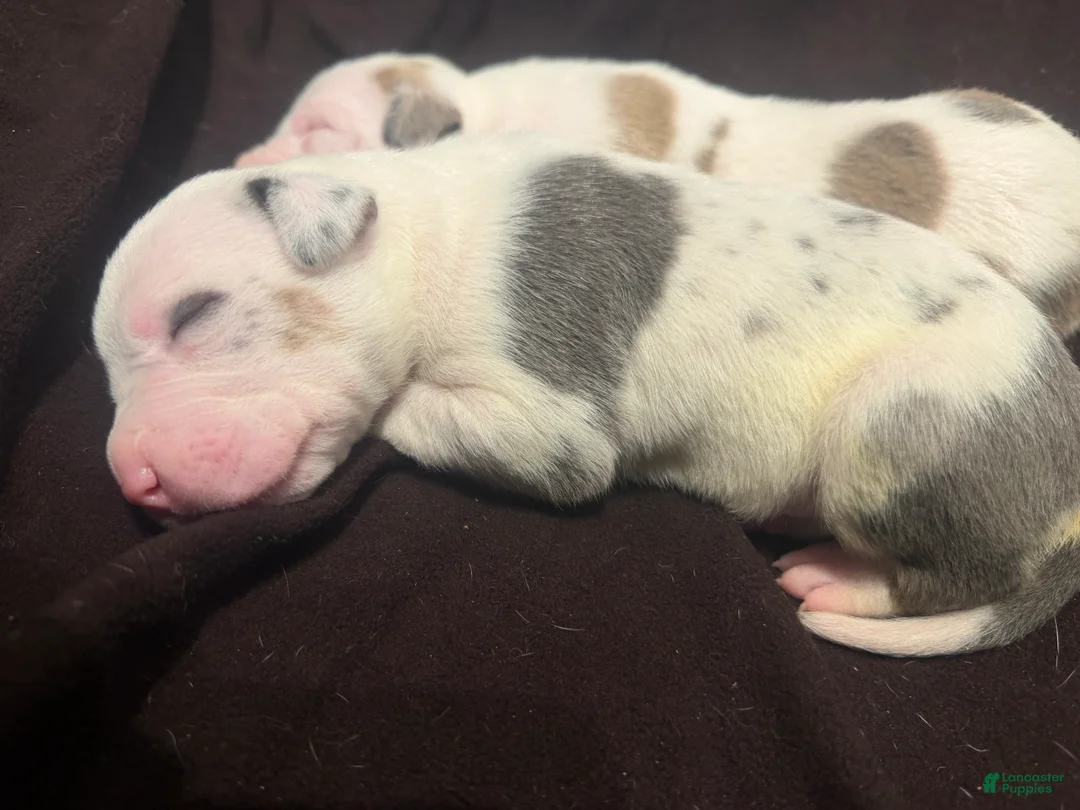 American Bully dogs for sale: American Bully 8 - Ad 2