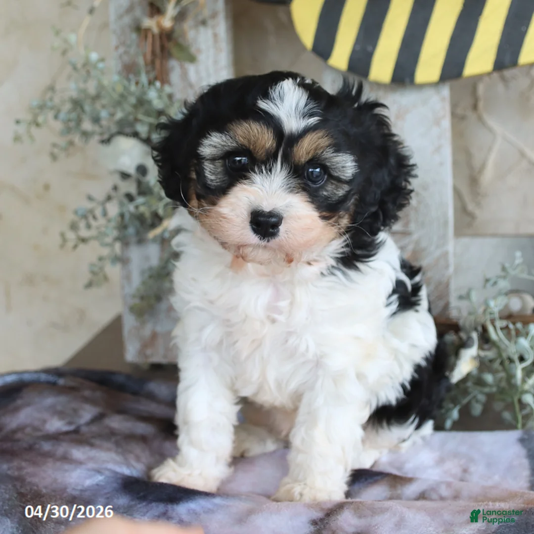 Cavapoo dogs for sale: Jolly - Ad 3