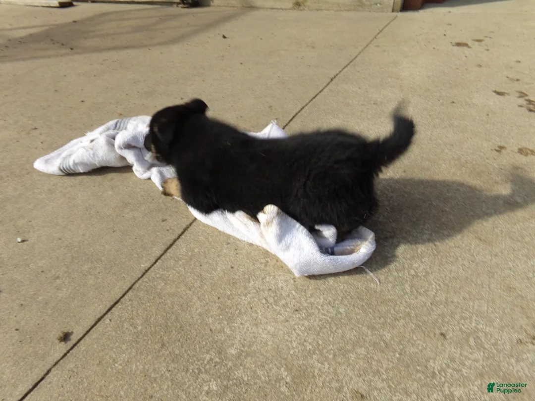 German Shepherd dogs for sale: Charlie - Ad 2