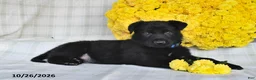 German Shepherd dogs for sale: Oscar - Ad 5