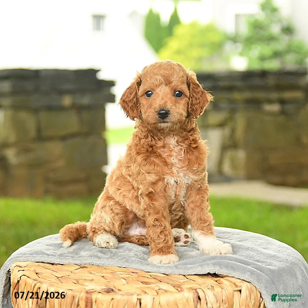 Miniature Poodle dogs for sale: Kameron - Ad 1