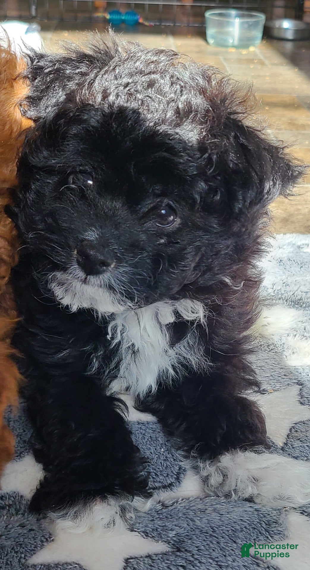 Pomapoo dogs Pomapoo Puppy 2 - Ad 2