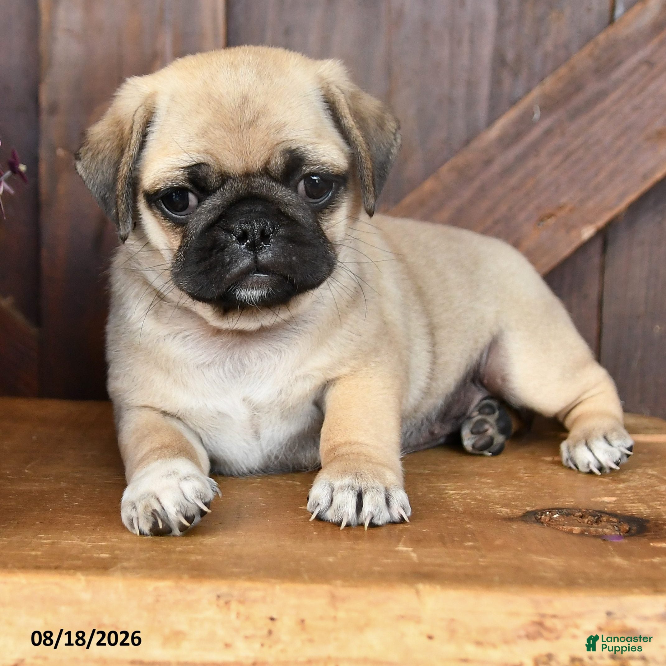 Mixed Breed dogs Lily - Ad 2