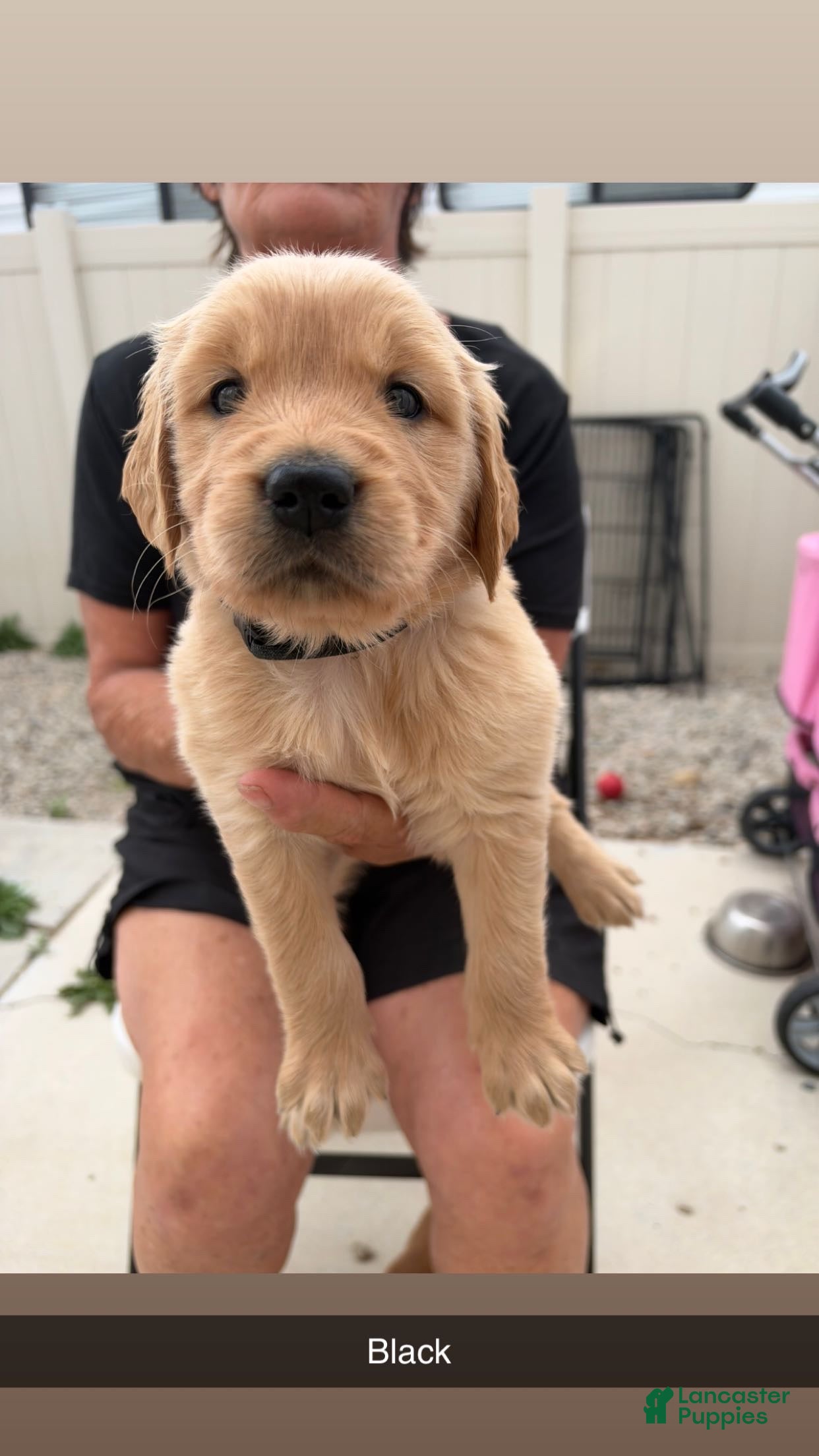 Golden Retriever dogs Black Collar - Ad 1