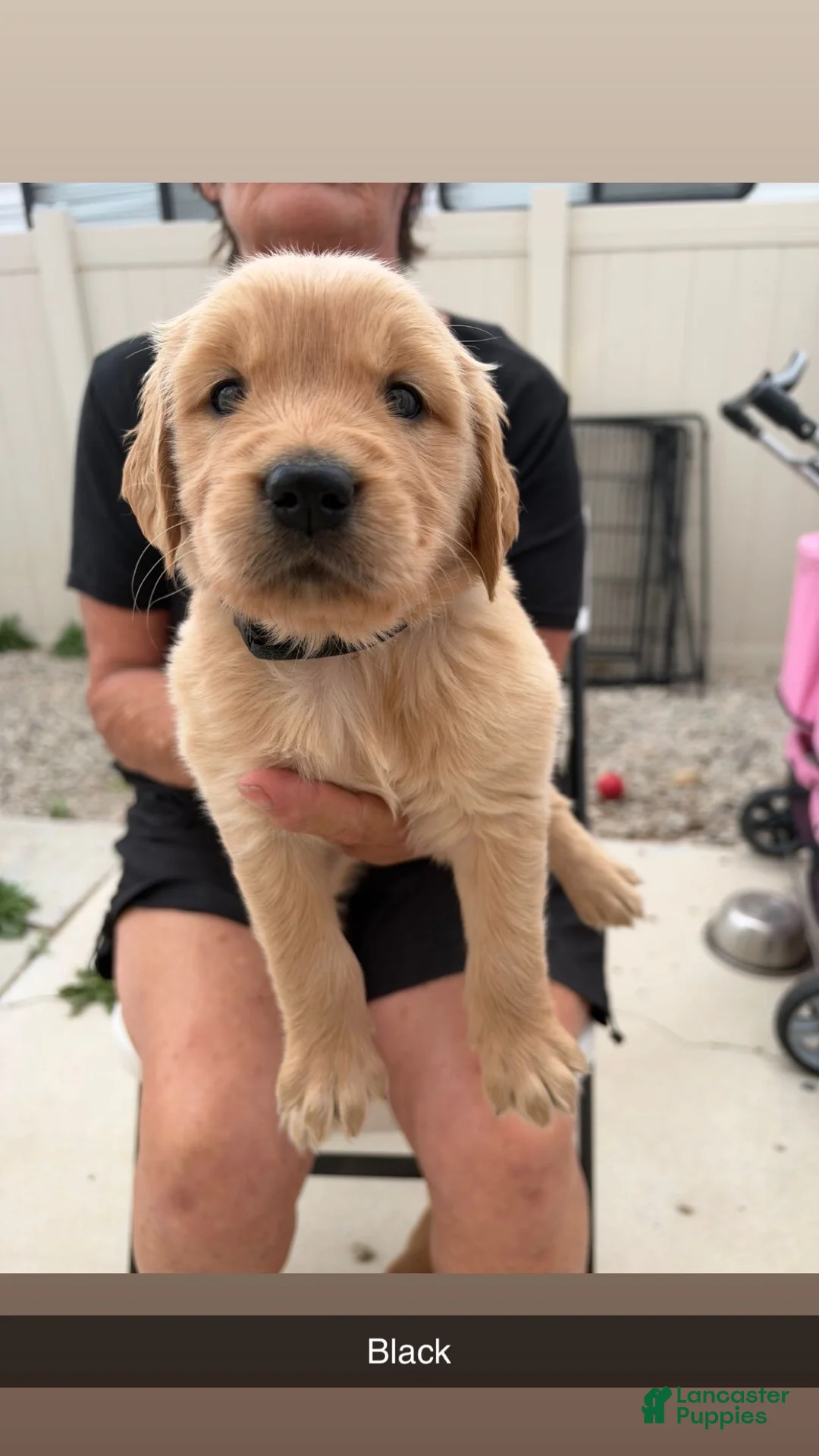 Golden Retriever dogs for sale: Black Collar - Ad 1