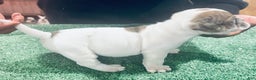 American Bully dogs for sale: American Bully Puppy 6 - Ad 10