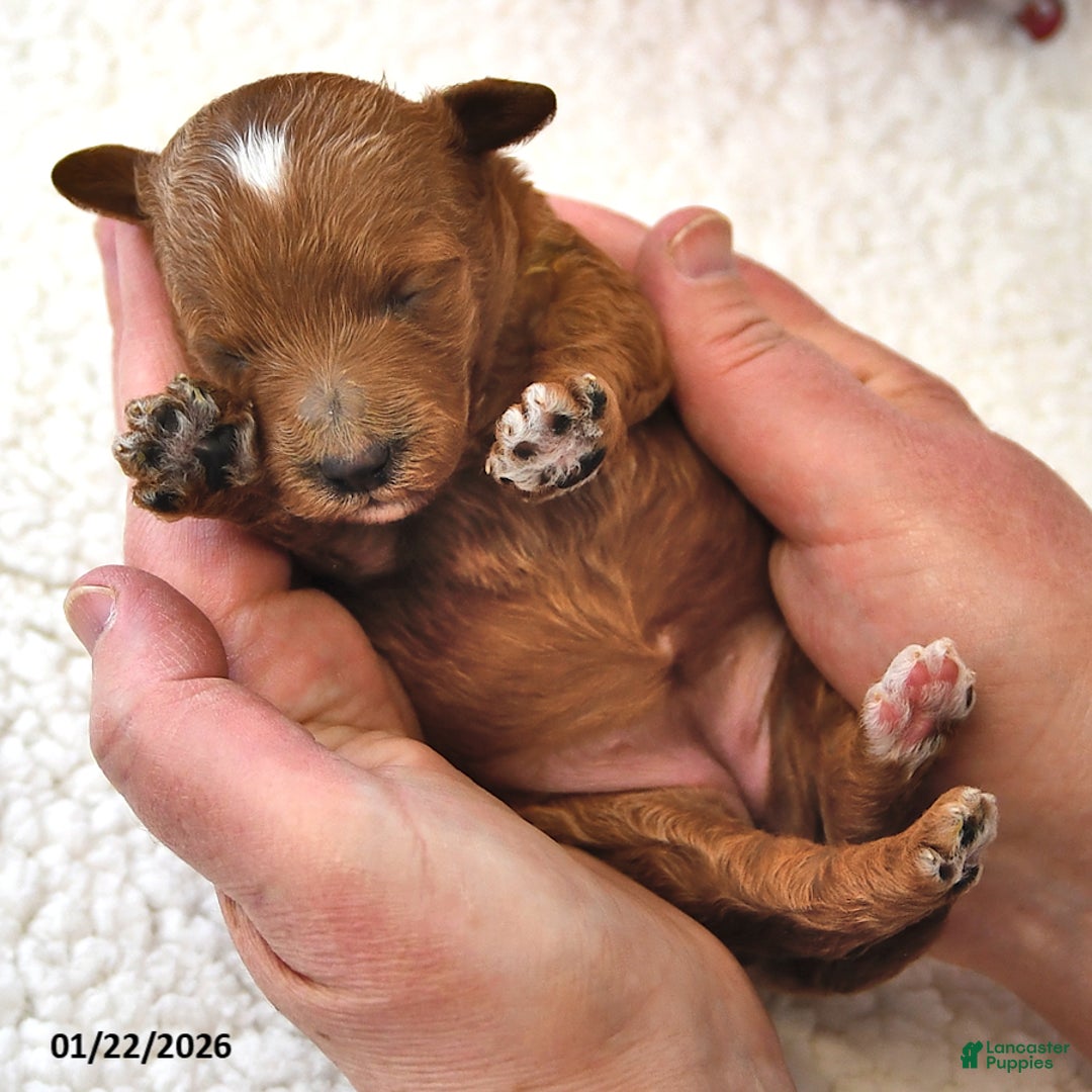 Mini Goldendoodle dogs for sale: Biscuit - Ad 4