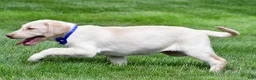 Labrador Retriever dogs for sale: Tammy - Ad 5