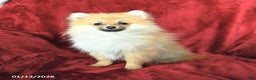 Pomeranian dogs for sale: Pansy - Ad 3