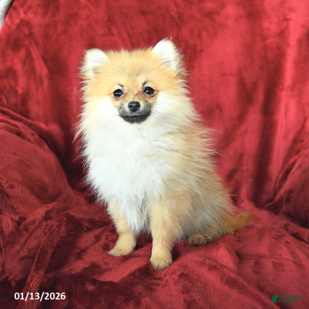 Pomeranian dogs for sale: Pansy - Ad 3