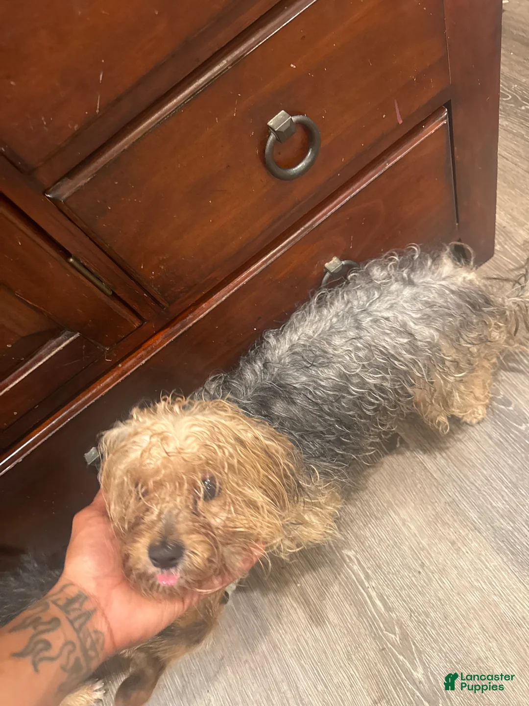 Yorkshire Terrier dogs for sale: Yorkshire Terrier Puppy 1 - Ad 2