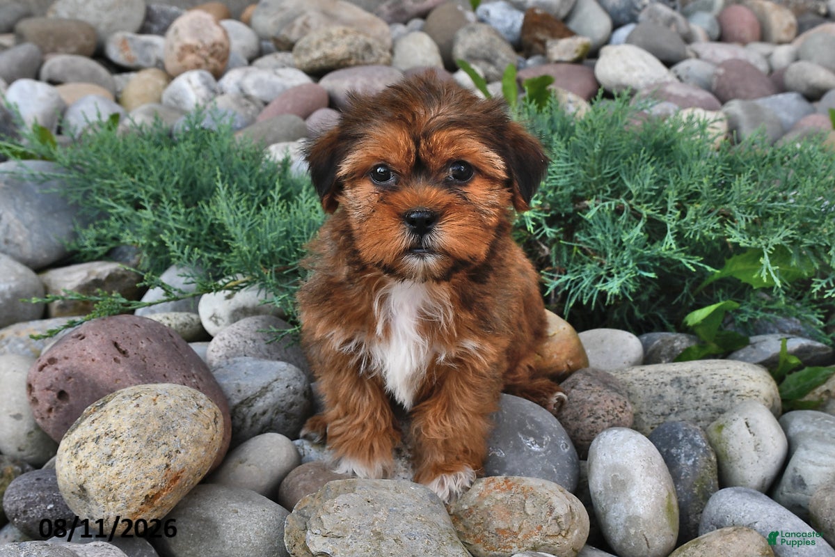 Shorkie dogs Susie - Ad 2