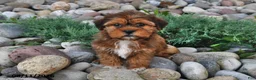 Shorkie dogs for sale: Susie - Ad 2