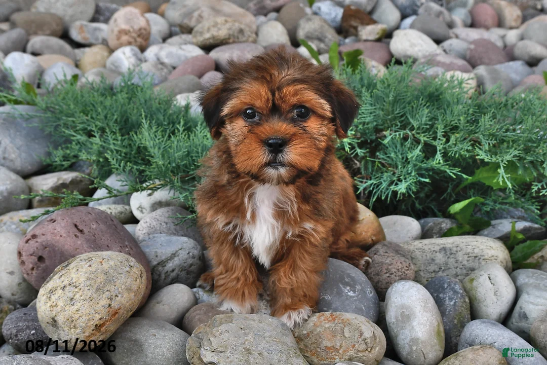 Shorkie dogs for sale: Susie - Ad 2